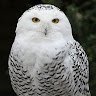 OwlNetwork